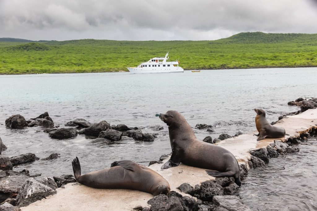 Three sea lions rest on a rocky shore with a white yacht in the background, calm water, and green hills under a cloudy sky—a scene that captures the magic behind many Galapagos travel tips.